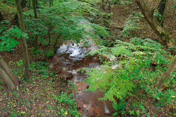 Leśny strumień płynący przez głęboki jar.
