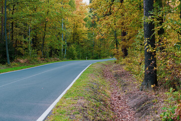 Asfaltowa droga w lesie. Jest jesień, na drzewach są żółte liście.