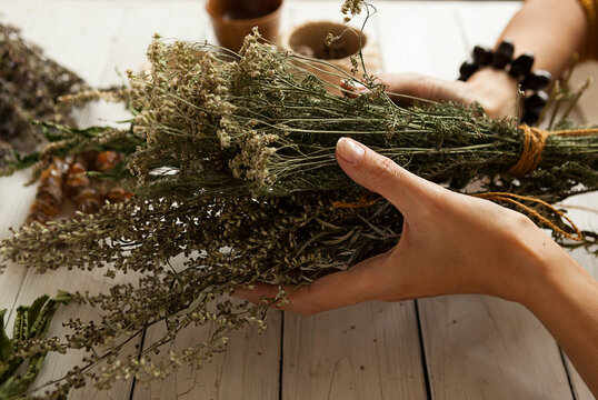 bunch of dried medicinal herbs in women's hands, collecting medicinal herbs.