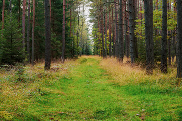 Dukt leśny porośnięty zieloną trawą.