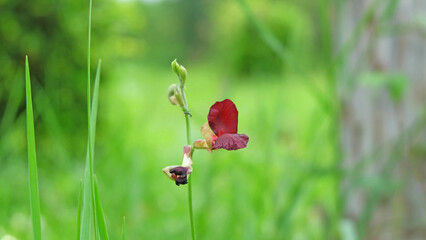 .Scarlet Bean, Pea Bean, Phasey Bean, (Phaseolus Lathyroides L.) Ground cover plant with gorgeous scarlet flowers in meadow.