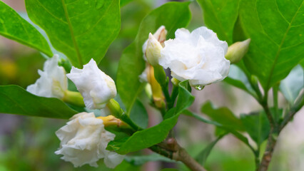 Obraz premium Close up Gardenia Rose, Cape jasmine (Gardenia augusta&nbsp;(L.) Merr.) blooming in the garden.