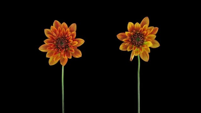 Time-lapse of growing and opening orange dahlia (georgine) flowers 7e3 in RGB + ALPHA matte format isolated on black background
