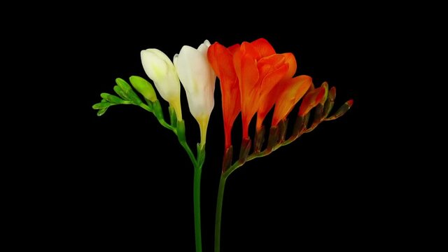 Time-lapse of opening white and orange freesia flower buds 5a3 in RGB + ALPHA matte format isolated on black background
