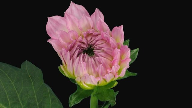 Time-lapse of blooming pink dahlia (georgine) flower 4x1 in PNG+ format with ALPHA transparency channel isolated on black background
