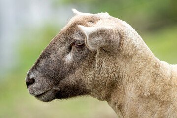 close up of a sheep