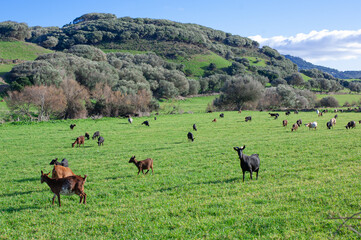 Naklejka na ściany i meble free grazing goats on a green hill meadow on a sunny day