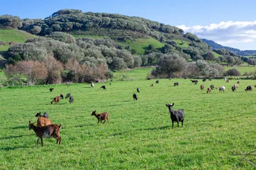  free grazing goats on a green hill meadow on a sunny day © Alevtina