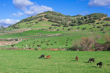 Fototapeta premium free grazing goats on a green hill meadow on a sunny day