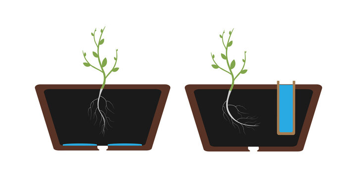 Hydrotropism - plant's growth response in which the direction of growth is determined by a stimulus or gradient in water concentration. Vector flat illustration.