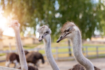 Many big african ostrich birds walking in paddock with wooden fence on poultry farm yard against...