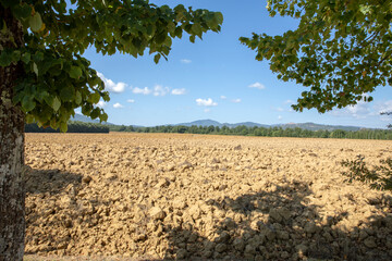 San Galgano, Chiusdino (SI), Italy - August 05, 2021:..A cracked and arid field near San Galgano,...