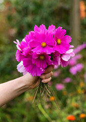 freshly picked Cosmos flowers bouquet and women's hand with garden natural background