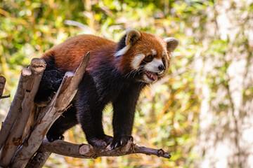Endangered Red Panda standing on a tree limb