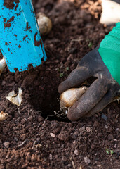 autumnal daffodil bulb planting using a bulb planter tool in garden soil