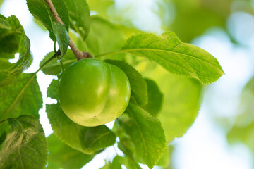 Newly growing green plum fruit on the branch. Selective focus