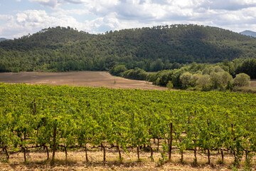 Fototapeta na wymiar San Galgano, Chiusdino (SI), Italy - August 15, 2021: Vine cultivation near Abbazia San Galgano, Chiusdino, Siena, Tuscany, Italy