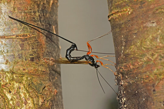 Riesenschlupfwespe (Dolichomitus imperator)  