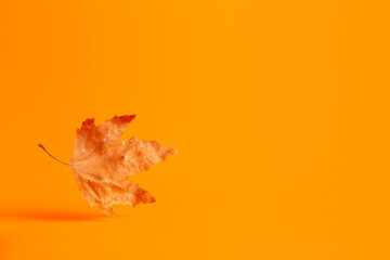 One levitating autumn maple leaf on orange background with copy space. Minimalistic seasonal banner