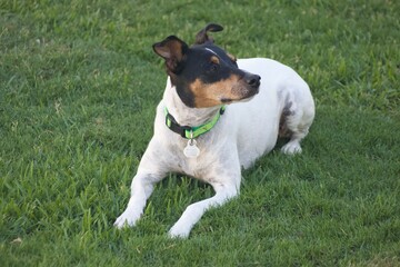 Fototapeta premium jack russell terrier