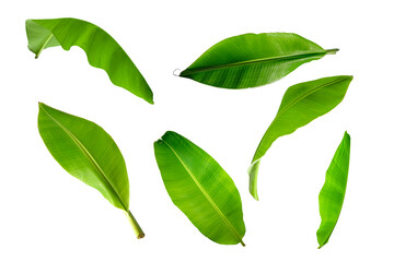 Banana leaf isolated on white background