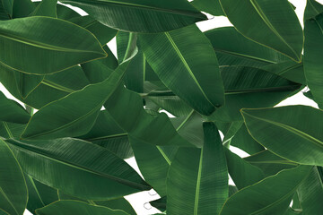 Banana leaf  green texture / background