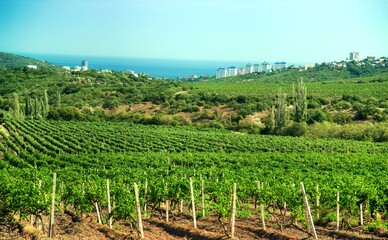 Fototapeta na wymiar Grapes Growing in a Vineyard