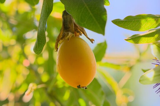 Grenadelle, ou fruit de la passion jaune, encore sur sa branche.