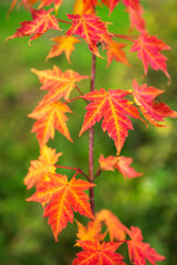 Naklejka na ściany i meble Korean butterfly maple (Acer komarovii) leaves in autumn colors.