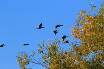 flock of wild geese silhouette on a blue sky