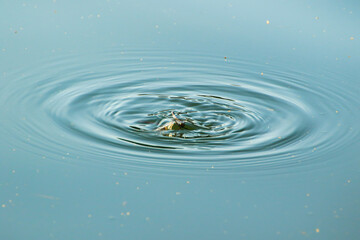 dragonfly drowning in to the lake water