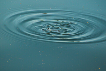 dragonfly drowning in to the lake water