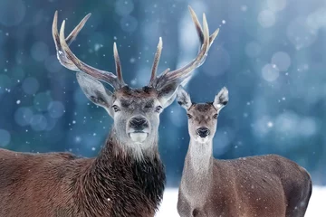 Papier Peint photo Cerf Cerf noble dans la forêt de neige. Image de Noël. Des merveilles d& 39 hiver.