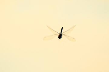 A wandering glider dragonfly in flight near the water