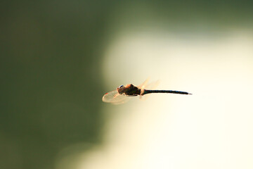 A wandering glider dragonfly in flight near the water