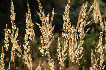 Leuchtende Gr&auml;ser in der Herbstsonne