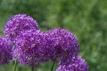 Flowering wild onion plant