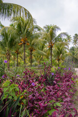 View in a Union Estate Park, Seychelles