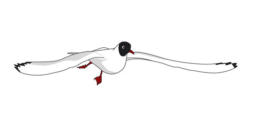 Black headed gull