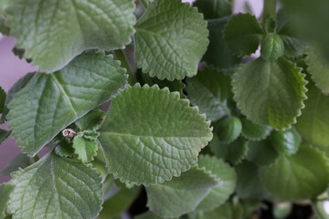 Lots of home mint leaves. Plant background, texture