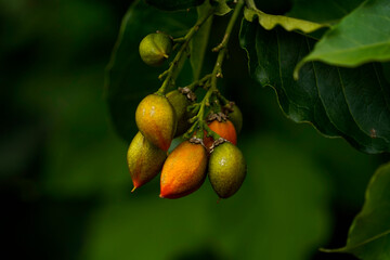 Citrus fruit grows on tree.