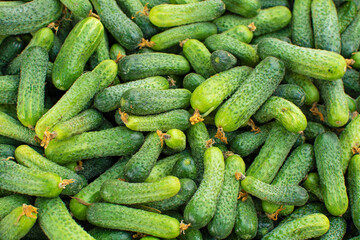 Gherkin, a young green cucumber used for pickling. Vegetables for pickled cucumbers. Veggie pattern. Gherkins. Pickles