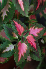 Close up plants of coleus, leaves texture, colorful leaf (red, pink and green)