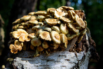 Mooi groepje kleine paddestoelen