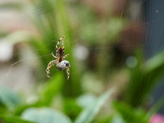 A garden spider, suspended in its web, spins silk around its hapless prey, cocooning it to store it...