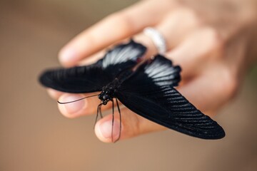 Butterfly Resting on Human Hand
