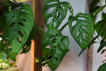 Naklejka premium Many beautiful monstera leaves with holes. Tropical textured background in sunlight
