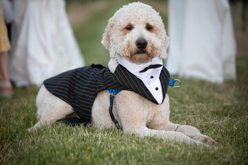 Closeup of an adorable Goldendoodle wearing a tuxedo in an outdoors wedding