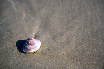 Beach shell
