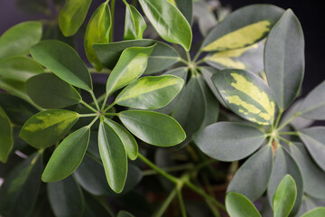Obraz premium Schefflera colorful leaves, plant. Background for the designer and the artist. Texture